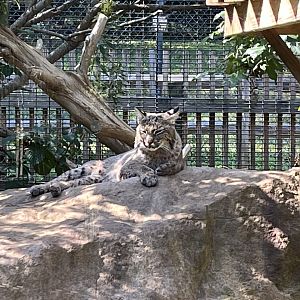 Rowan Wild-Bobcat