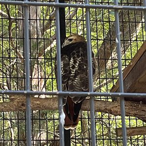 Rowan Wild-Red-tailed Hawk