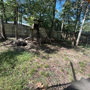 Rowan Wild-Red Fox Habitat