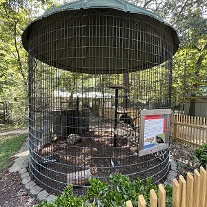 Rowan Wild-Turkey Vulture Cage