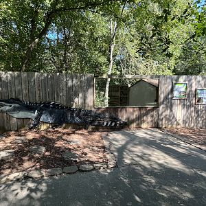 Rowan Wild-Alligator Viewing