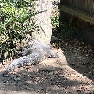 Rowan Wild-American Alligator