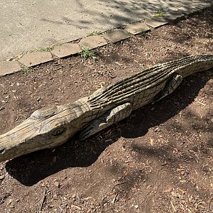 Rowan Wild-Carved Alligator