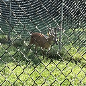 Rowan Wild-White-tailed Deer