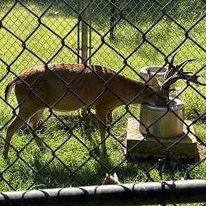 Rowan Wild-White-tailed Deer drinking