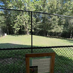 Rowan Wild-White-tailed Deer Habitat