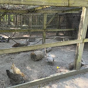 Rowan Wild-Chicken Runs