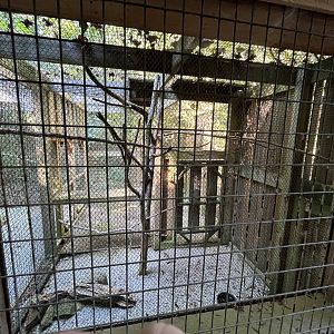 Rowan Wild-Screech Owl Aviary
