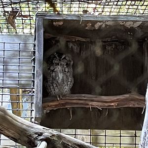 Rowan Wild-Screech Owl
