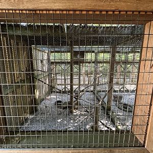 Rowan Wild-Barred Owl Aviary
