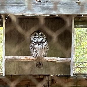 Rowan Wild-Barred Owl