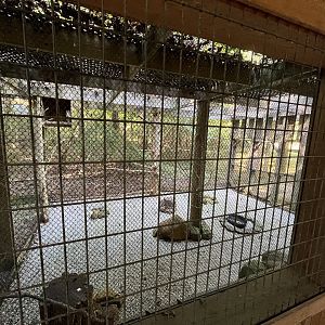 Rowan Wild-Barn Owl Aviary