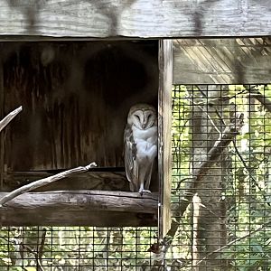 Rowan Wild-Barn Owl