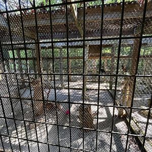 Rowan Wild-Crow Aviary