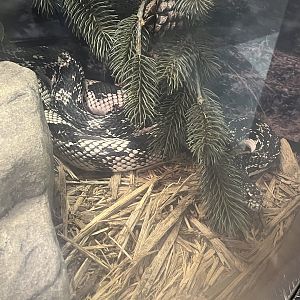 Nature Center-Pine Snake