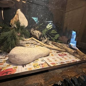 Nature Center-Eastern Rat Snake