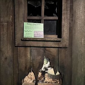 Nature Center-Kingsnake Exhibit