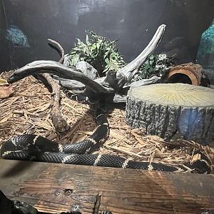 Nature Center-Eastern Kingsnake