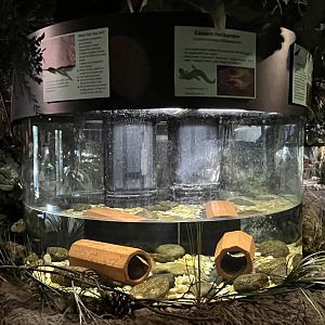 Nature Center-Hellbender Exhibit