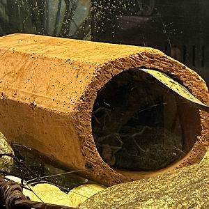 Nature Center-Hellbender