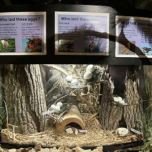 Nature Center-Egg Display