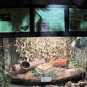 Nature Center-Mole Kingsnake Exhibit