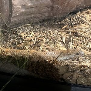Nature Center-Mole Kingsnake