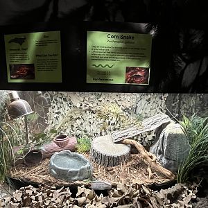 Nature Center-Corn Snake Exhibit