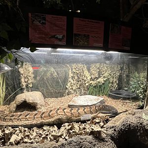 Nature Center-Timber Rattlesnake