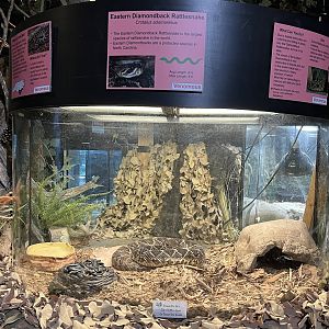 Nature Center-Eastern Diamondback Exhibit