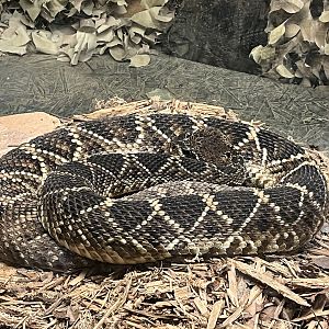 Nature Center-Eastern Diamondback Rattlesnake