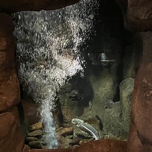 Nature Center-Game Fish Aquarium