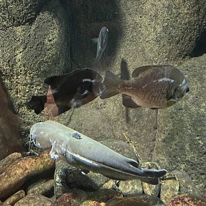 Nature Center-Bluegill and Catfish