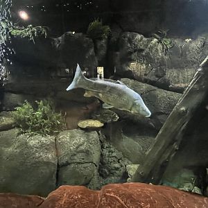 Nature Center-Carp