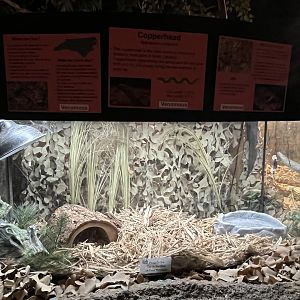 Nature Center-Copperhead Exhibit