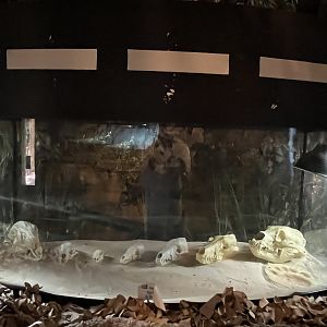 Nature Center-Skull Display