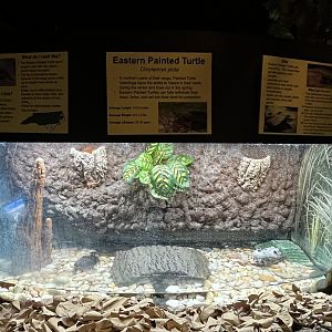 Nature Center-Painted Turtle Exhibit