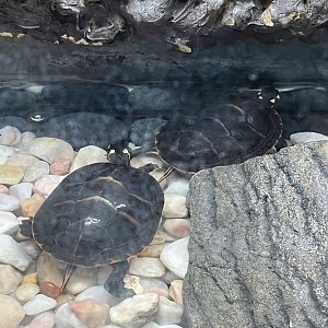 Nature Center-Painted Turtles