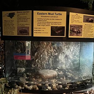 Nature Center-Mud Turtle Exhibit