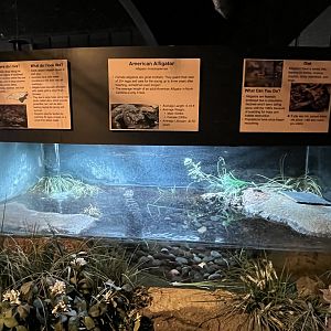 Nature Center-Juvenile Alligator Exhibit