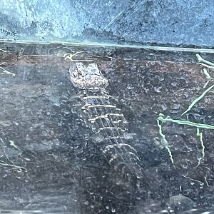 Nature Center-Juvenile Alligator