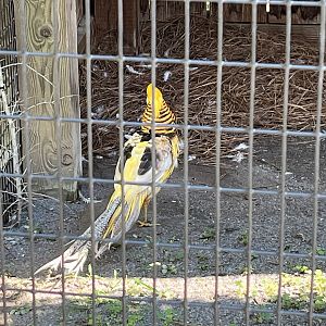 Barnyard-Golden Pheasant