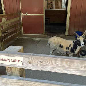 Barnyard-Jacob Sheep