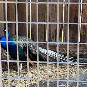 Barnyard-Peacock