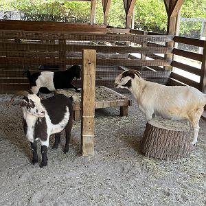 Barnyard-Goats