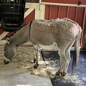 Barnyard-Donkey