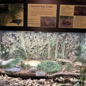 Nature Center-Box Turtle Exhibit