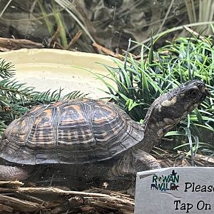 Nature Center-Eastern Box Turtle