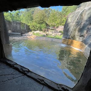 Black Bear Pool Viewing