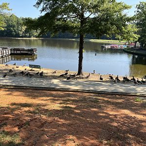 Waterfowl on Lakeshore